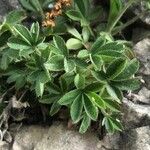 Potentilla caulescens Blad