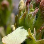 Castilleja arachnoidea Blad