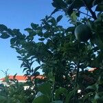 Citrus × aurantiifolia Levél