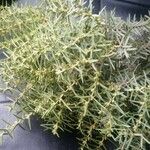 Juniperus oxycedrus Blad