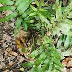 Lygodium volubile Leaf