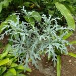 Cussonia paniculata Blatt