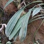 Coelogyne imbricata Hoja