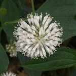 Melanthera nivea Flower