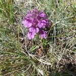 Pedicularis verticillata 花