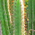 Pilosocereus arrabidae Ліст