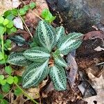 Goodyera pubescens Blatt