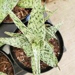 Aloe rauhii 葉