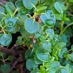 Eriogonum parvifolium Hoja