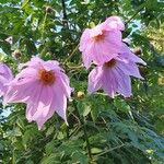 Dahlia imperialis Kvet