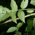 Solanum wendlandii पत्ता