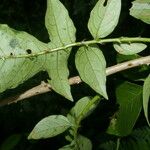 Solanum wendlandii ഇല