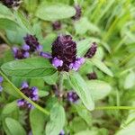 Prunella vulgaris 花