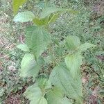 Chromolaena odorata Blatt