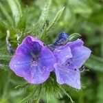 Echium plantagineum Blüte