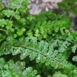 Asplenium foreziense Fuelha