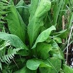 Lysichiton americanus Folio