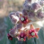 Asclepias californica Virág