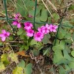 Oxalis debilis Kukka