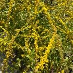 Solidago rugosaFlor