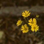 Chrysopsis mariana Flower