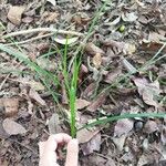 Carex sylvatica Leaf