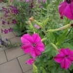 Nicotiana alataFlower