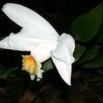 Sobralia chrysostoma Květ