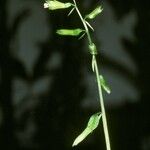 Nervilia concolor Flower