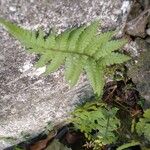 Phegopteris connectilis Feuille