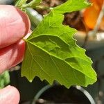 Chenopodium albumLeaf