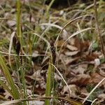 Carex pilosa Frunză