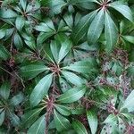 Kalmia latifolia Folio