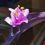 Tradescantia pallida Květ