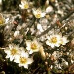 Lewisia pygmaea Хабит