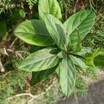 Lonicera japonica Лист