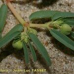Euphorbia polygonifolia Bloem
