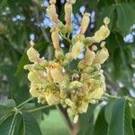 Aesculus flava Blomst