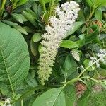 Phytolacca acinosa Fleur