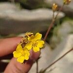 Potentilla multifida Flower