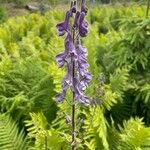 Aconitum septentrionale Кветка