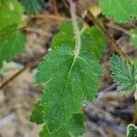 Erodium laciniatum Folio