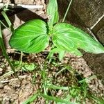 Spigelia anthelmia Folha