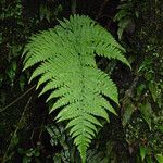 Dryopteris pentheri Blatt