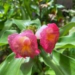 Costus guanaiensis Fleur