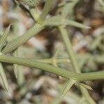 Acanthosicyos horridus چھال