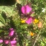 Pedicularis pyrenaica Kvet