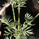 Lavandula coronopifolia Hoja