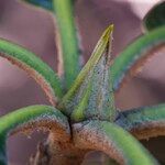 Rhododendron arizelum Bark