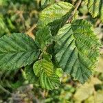 Alnus alnobetula Liść